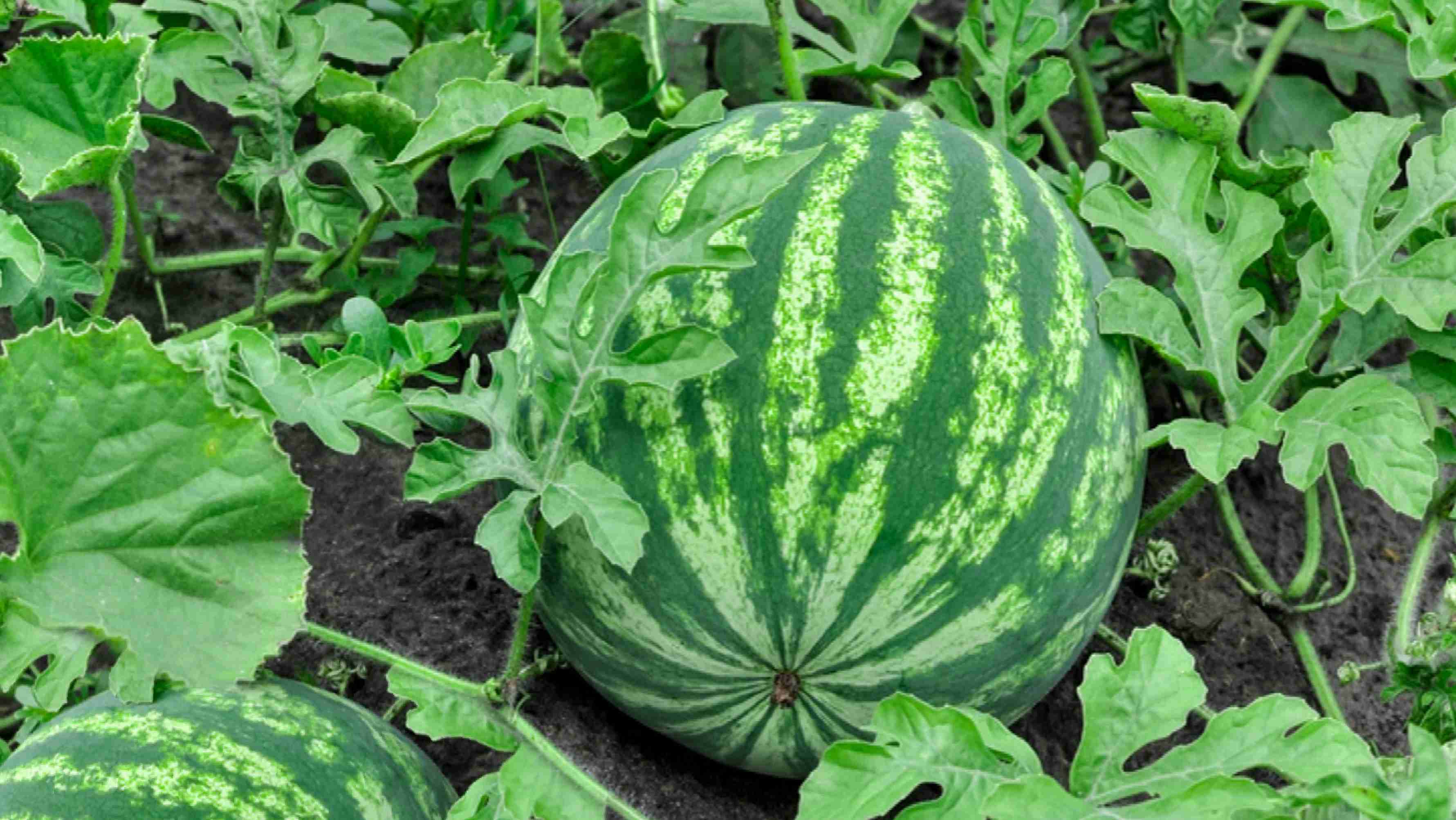 Watermelon GK Facts for Children